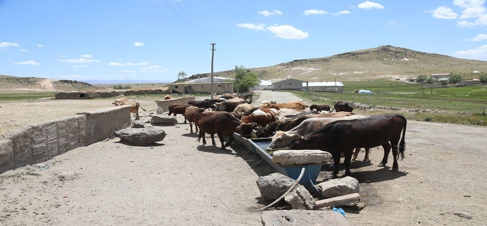 Başkale\'de hayvancılığa can suyu