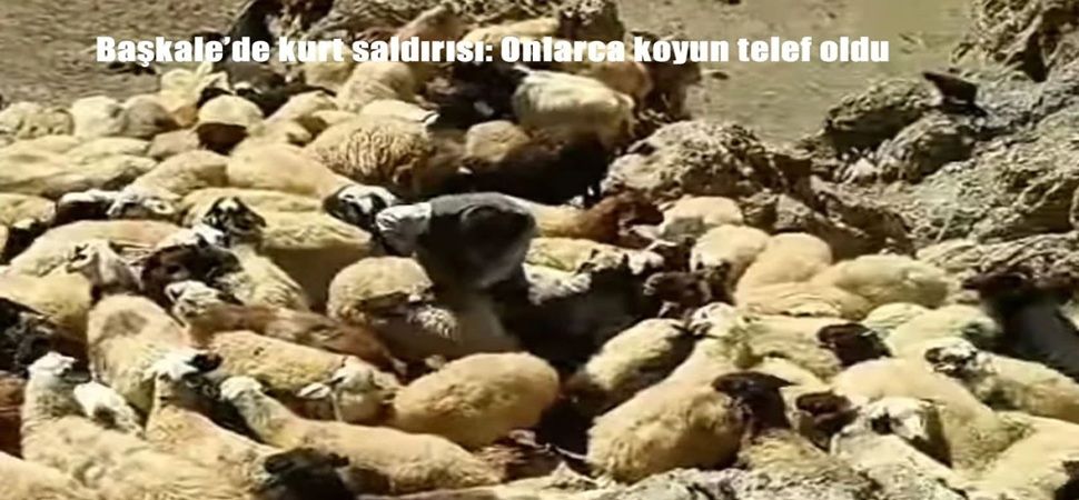 Başkale \'de kurtlar sürüye saldırdı: 70 koyun telef oldu.