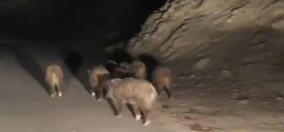Başkale’de Esenyamaç Mahallesi’ne Yaban Domuzu Sürüsü İndi
