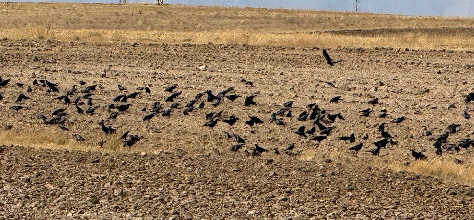 Başkale’de tarlalara karga istilası
