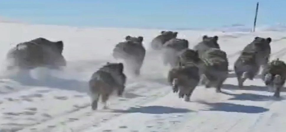 Başkale’de domuz sürüsü görüntülendi