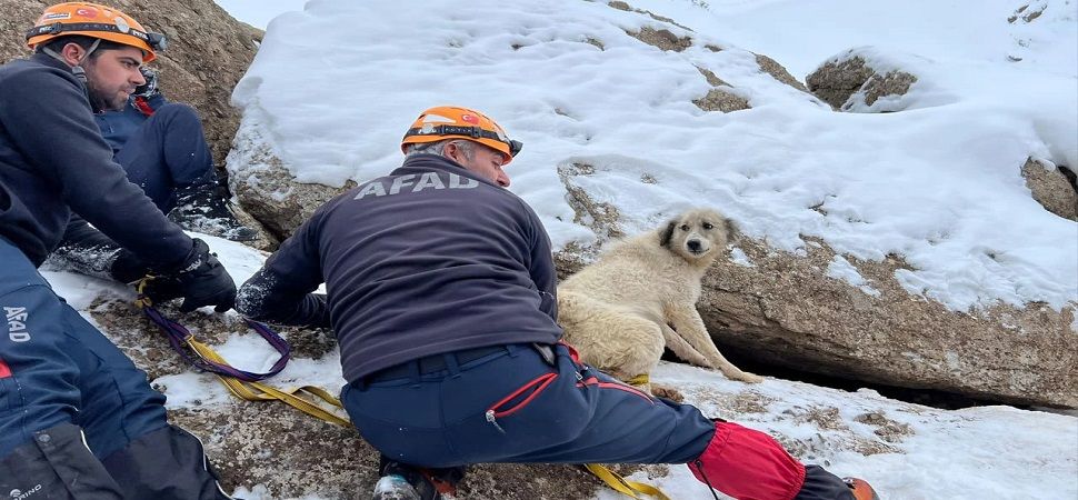 Başkale ’de dağlık arazide mahsur kalan köpek kurtarıldı