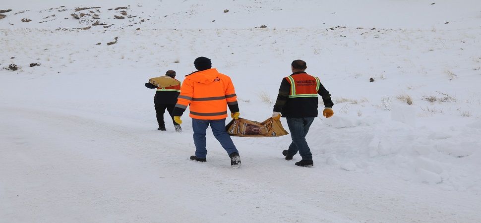 Başkale\'de Soğuk Kış Günlerinde Yaban Hayatına Destek