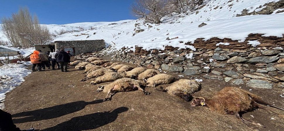 Başkale'de Ağır yangın Onlarca Hayvan Telef Oldu