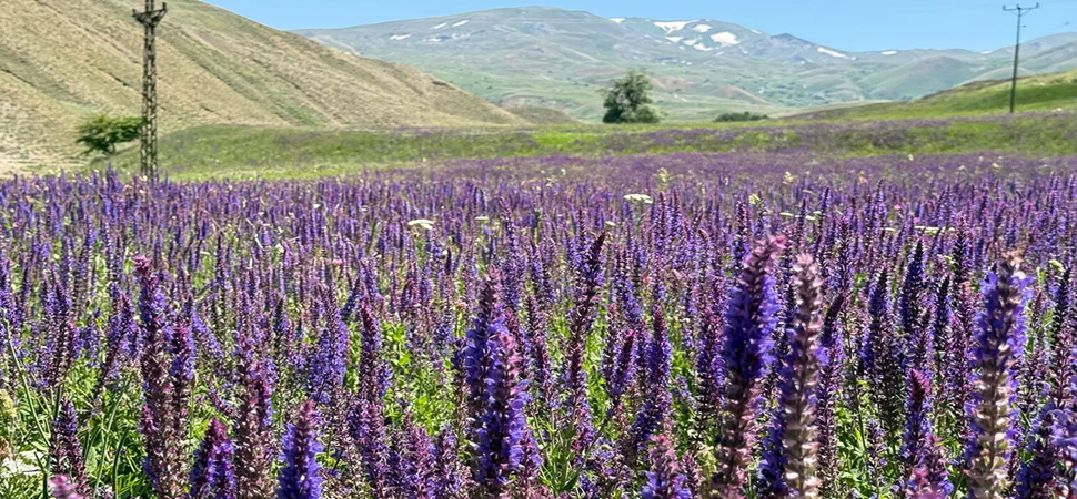 Başkale'de lavanta tarlası ilgi odağı oldu
