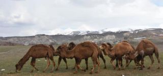 Başkale'de develer, güreşlere hazırlanıyor
