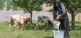 Genç Çiftçi Projesinde aldığı hayvanlarla çocuklarını okutuyor.