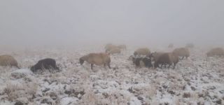 Başkale de Kar yağışı çobanları hazırlıksız yakaladı.