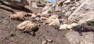 Başkale'de Kurtlar Sürüye saldırdı 120 Koyun Telef oldu