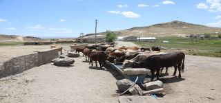 Başkale'de hayvancılığa can suyu