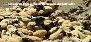 Başkale 'de kurtlar sürüye saldırdı: 70 koyun telef oldu.