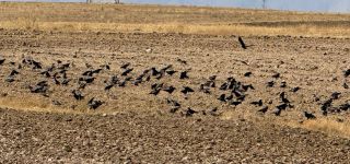 Başkale’de tarlalara karga istilası