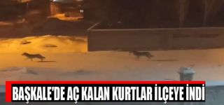Başkale'de aç kalan kurtlar ilçeye indi