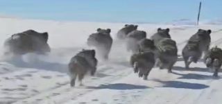 Başkale’de domuz sürüsü görüntülendi