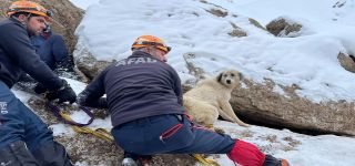Başkale ’de dağlık arazide mahsur kalan köpek kurtarıldı 