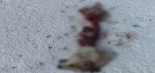 Başkale'de kurtlar sokak köpeğini parçaladı