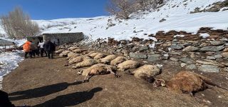 Başkale'de Ağır yangın Onlarca Hayvan Telef Oldu 