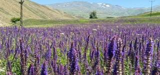 Başkale'de lavanta tarlası ilgi odağı oldu 
